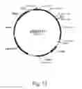 Fig. 13 - Methods for producing secreted polypeptides