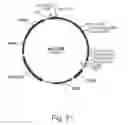 Fig. 23 - Methods for producing secreted polypeptides