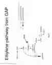Fig. 18 - Engineered CO2 fixing microorganisms producing carbon-based products of interest