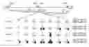 Fig. 01 - Lentiviral triplex DNA, and vectors and recombinant cells containing lentiviral triplex DNA