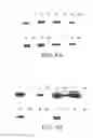 Fig. 05 - Glycosylation engineering of antibodies for improving antibody-dependent cellular cytotoxicity