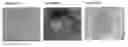 Fig. 01 - Undifferentiated stem cell culture systems