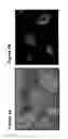Fig. 06 - Undifferentiated stem cell culture systems