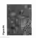 Fig. 10 - Undifferentiated stem cell culture systems