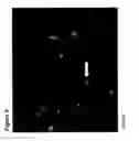 Fig. 12 - Undifferentiated stem cell culture systems
