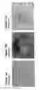 Fig. 16 - Undifferentiated stem cell culture systems
