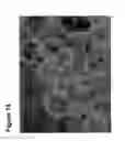 Fig. 17 - Undifferentiated stem cell culture systems