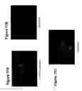 Fig. 19 - Undifferentiated stem cell culture systems