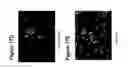 Fig. 20 - Undifferentiated stem cell culture systems