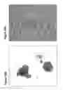 Fig. 22 - Undifferentiated stem cell culture systems