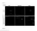 Fig. 02 - Carrier peptide fragment and use thereof