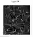 Fig. 13 - Generation of neural stem cells from undifferentiated human embryonic stem cells