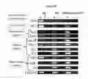 Fig. 19 - Generation of neural stem cells from undifferentiated human embryonic stem cells