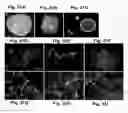 Fig. 30 - Generation of neural stem cells from undifferentiated human embryonic stem cells