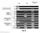 Fig. 32 - Generation of neural stem cells from undifferentiated human embryonic stem cells