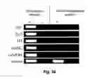 Fig. 34 - Generation of neural stem cells from undifferentiated human embryonic stem cells