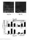 Fig. 04 - METHOD AND APPARATUS FOR MAINTENANCE AND EXPANSION OF HEMOPOIETIC STEM CELLS AND/OR PROGENITOR CELLS