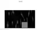 Fig. 09 - Nanotopographic compositions and methods for cellular organization in tissue engineered structures