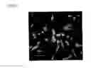 Fig. 02 - Carrier peptide fragment and use thereof