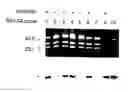 Fig. 01 - VMP-like sequences of pathogenic 