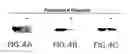 Fig. 08 - VMP-like sequences of pathogenic 