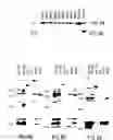 Fig. 12 - VMP-like sequences of pathogenic 