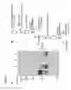 Fig. 09 - Method of identifying compounds that inhibit fertilization