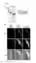 Fig. 10 - Method of identifying compounds that inhibit fertilization