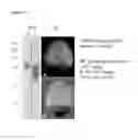Fig. 11 - Method of identifying compounds that inhibit fertilization