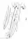 Fig. 05 - PADDLEBOARD