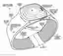 Fig. 01 - Wrist phone with improved voice quality