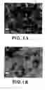 Fig. 02 - High surface area, electrically conductive nanocarbon-supported metal oxide