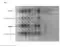 Fig. 02 - ARRAY USING COLOR REACTION OF CHEMICAL COMPOUNDS