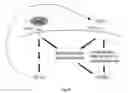 Fig. 07 - CELL LINE DERIVED FROM THE EPITHELIAL LINING OF THE HUMAN ENDOLYMPHATIC SAC IN THE INNER EAR