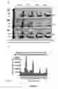 Fig. 09 - METHODS OF DETECTING AUTOANTIBODIES FOR DIAGNOSING AND CHARACTERIZING DISORDERS