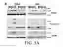 Fig. 06 - Agents and methods related to reducing resistance to apoptosis-inducing death receptor agonists