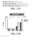 Fig. 22 - Agents and methods related to reducing resistance to apoptosis-inducing death receptor agonists