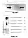 Fig. 03 - METHODS FOR DETECTING A POLYMORPHISM IN THE NFKB1 GENE PROMOTER
