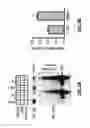 Fig. 04 - COMPOUNDS AND RELATED METHODS FOR MANIPULATING PARP-1-DEPENDENT CELL DEATH