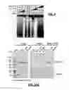 Fig. 08 - COMPOUNDS AND RELATED METHODS FOR MANIPULATING PARP-1-DEPENDENT CELL DEATH
