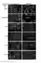Fig. 01 - Cell Cycle Arrest and Apoptosis