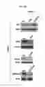 Fig. 08 - Cell Cycle Arrest and Apoptosis