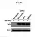 Fig. 09 - Cell Cycle Arrest and Apoptosis