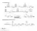 Fig. 10 - Method for site-specific polyvalent display on polymers