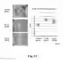 Fig. 13 - SUBSTRATE FOR CARTILAGE CULTIVATION USING ARTIFICIAL COLLAGEN, AND METHOD FOR CARTILAGE REGENERATION TREATMENT USING THE SUBSTRATE