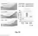 Fig. 15 - SUBSTRATE FOR CARTILAGE CULTIVATION USING ARTIFICIAL COLLAGEN, AND METHOD FOR CARTILAGE REGENERATION TREATMENT USING THE SUBSTRATE