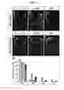 Fig. 14 - ACCELERATED EXTENSION OF AXONS