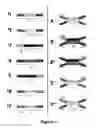 Fig. 02 - Long-Acting DNA Dendrimers and Methods Thereof