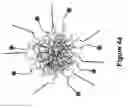 Fig. 05 - Long-Acting DNA Dendrimers and Methods Thereof