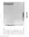 Fig. 10 - Long-Acting DNA Dendrimers and Methods Thereof